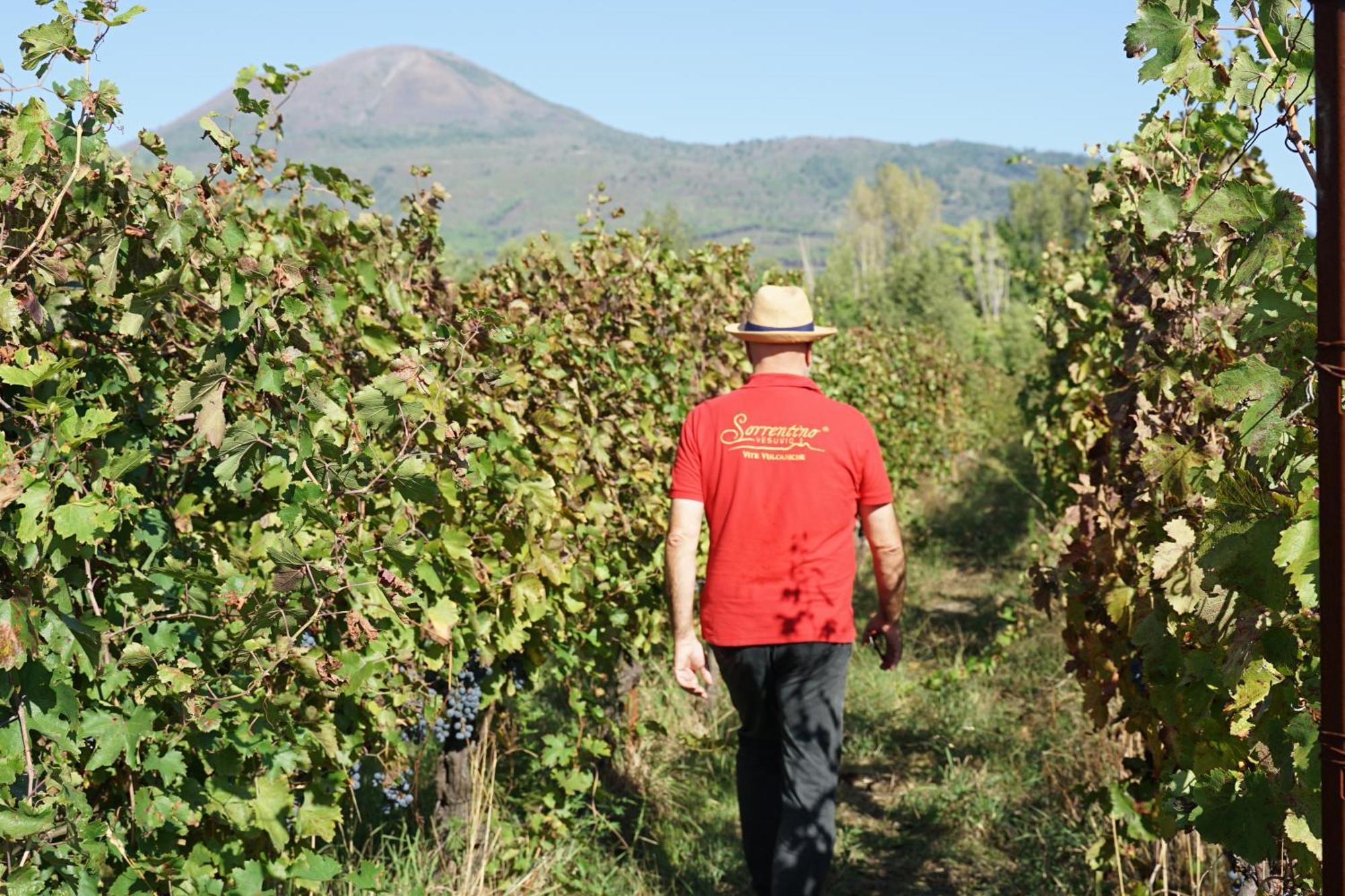 Vesuvio Inn Bed & Wine Experience Boscotrecase Экстерьер фото